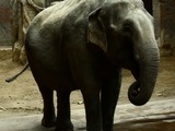 Asian Elephant Indian SDC11095_-_Elephas_maximus_(Asiatischer_Elefant)