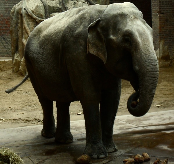 Asian Elephant Indian SDC11095_-_Elephas_maximus_(Asiatischer_Elefant)