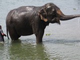 Asian Elephant Indian Sauraha