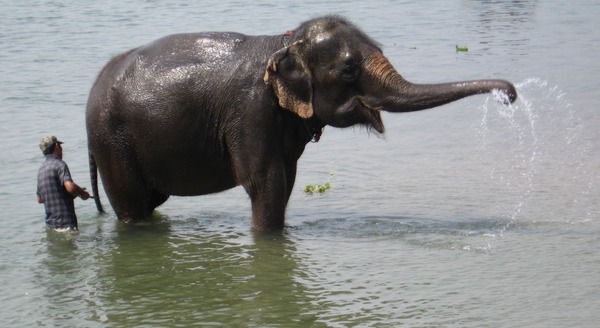 Asian Elephant Indian Sauraha