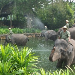 Asian Elephant Indian Sgzoo1