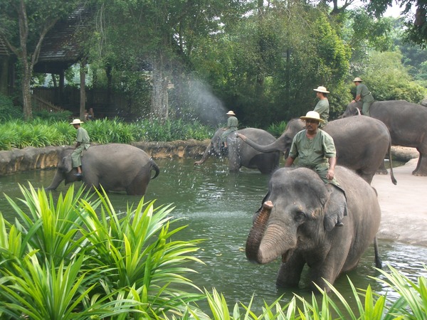 Asian Elephant Indian Sgzoo1