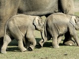 Asian Elephant Indian Shivas_Kinder_-_0120