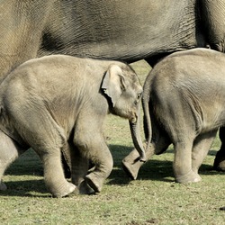 Asian Elephant Indian Shivas_Kinder_-_0120