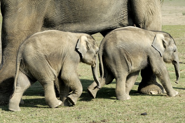 Asian Elephant Indian Shivas_Kinder_-_0120