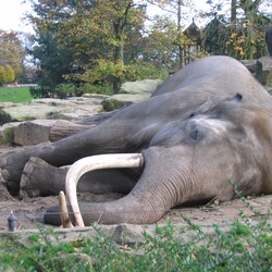 Asian Elephant Indian Sleeping_asian_elephant