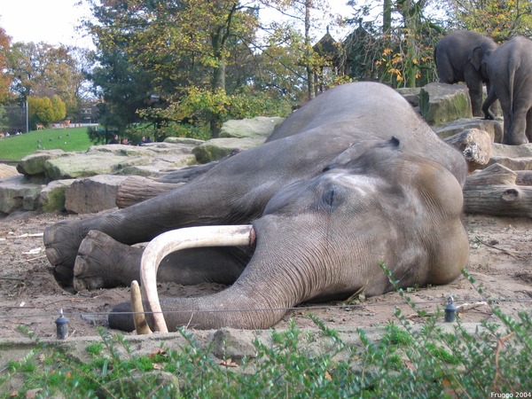 Asian Elephant Indian Sleeping_asian_elephant