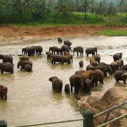 Asian Elephant Indian Sri_Lanka_Elephant_Orphange