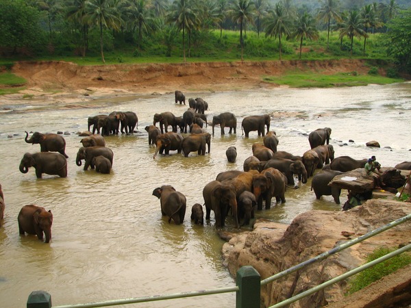 Asian Elephant Indian Sri_Lanka_Elephant_Orphange