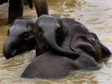 Asian Elephant Indian Sri_Lanka_Elephants_02