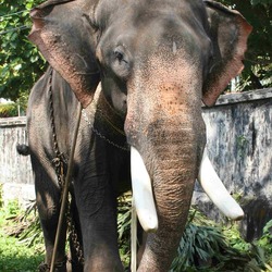 Asian Elephant Indian Thrippunithura-Elephant6_crop