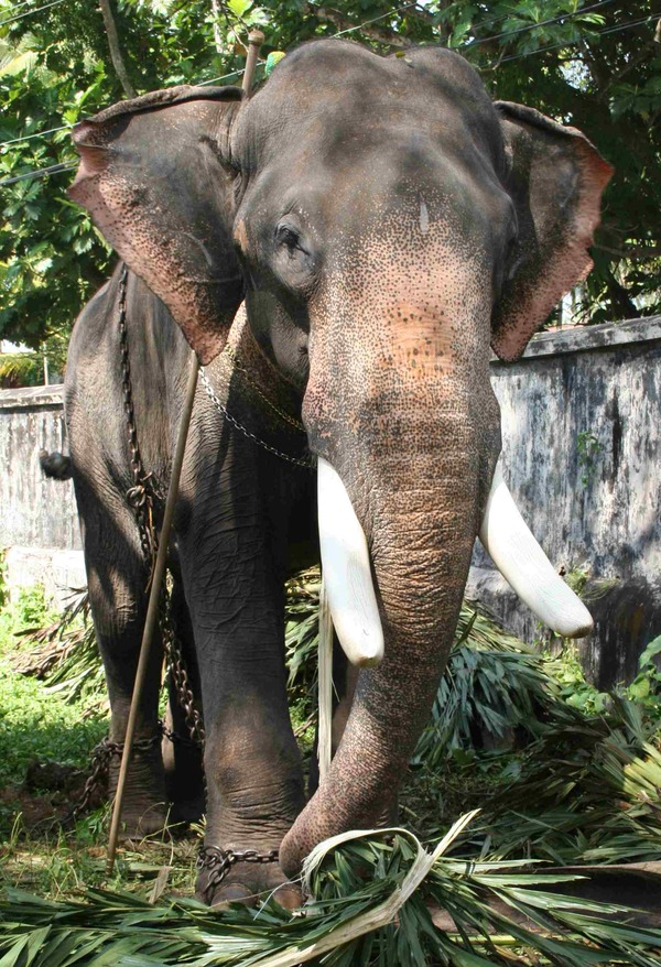 Asian Elephant Indian Thrippunithura-Elephant6_crop