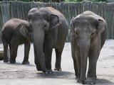 Asian Elephant Indian Trio Oregon Zoo