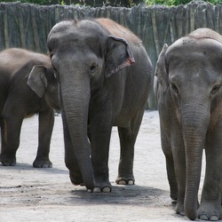 Asian Elephant Indian Trio Oregon Zoo