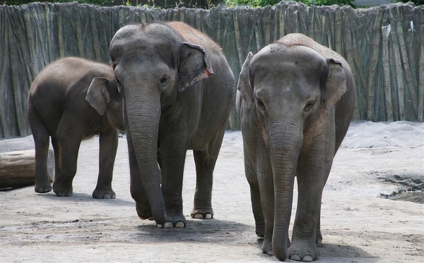 Asian Elephant Indian Trio Oregon Zoo