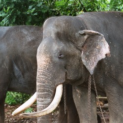 Asian Elephant Indian Tusker_Raja