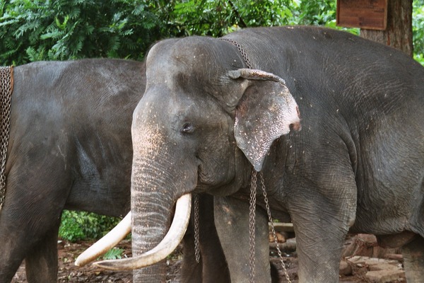 Asian Elephant Indian Tusker_Raja