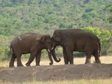 Asian Elephant Indian Two-Elephants