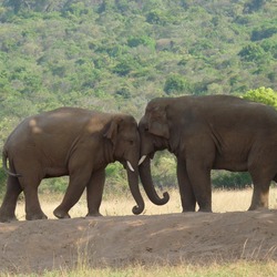 Asian Elephant Indian Two-Elephants