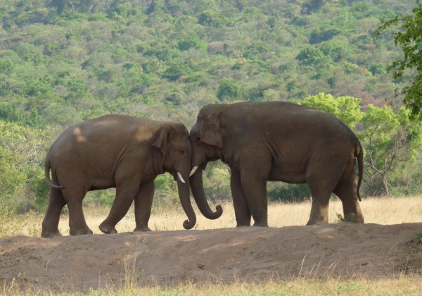 Asian Elephant Indian Two-Elephants