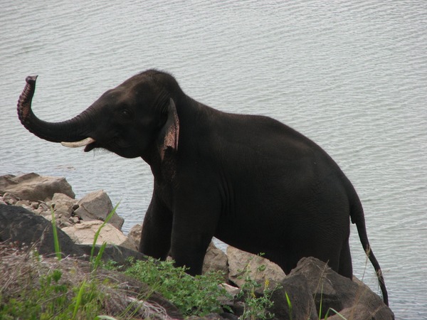 Asian Elephant Indian Udaele