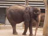 Asian Elephant Indian Vilja_April_2009