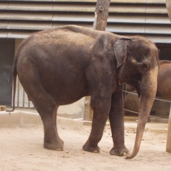 Asian Elephant Indian Vilja_April_2009