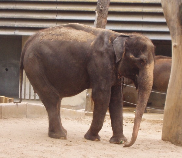 Asian Elephant Indian Vilja_April_2009
