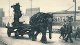 Large Land Mammals