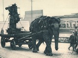 Asian Elephant Indian Ww1-elephant