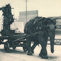 Asian Elephant Indian Ww1-elephant