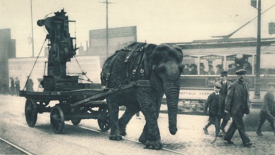 Asian Elephant Indian Ww1-elephant