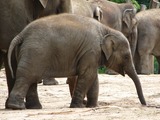 Asian Elephant Indian Zoo032