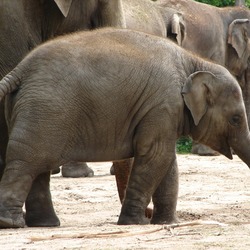 Asian Elephant Indian Zoo032