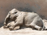 Asian Elephant Indian Zoo_de_la_Barben_20100605_073