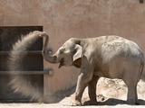 Asian Elephant Indian Zoo_de_la_Barben_20100605_074