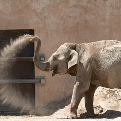 Asian Elephant Indian Zoo_de_la_Barben_20100605_074