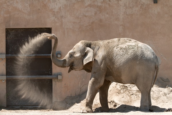 Asian Elephant Indian Zoo_de_la_Barben_20100605_074