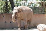 Asian Elephant Photo Gallery