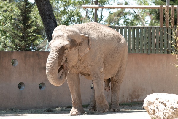 Asian Elephant Indian Zoo_de_la_Barben_20100605_076