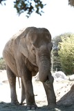 Large Land Mammals