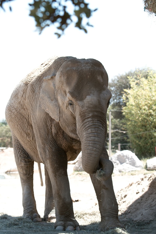 Asian Elephant Indian Zoo_de_la_Barben_20100605_081