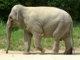 Asian Elephant Indian Zoorashia_elephant