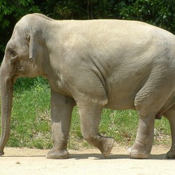 Asian Elephant Indian Zoorashia_elephant