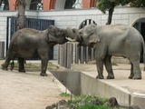 Large Land Mammals