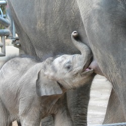 Asian Elephant Indian baby breast feading