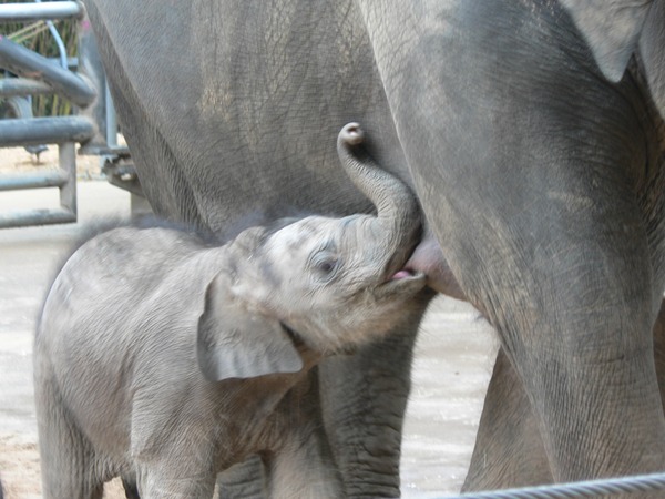 Asian Elephant Indian baby breast feading