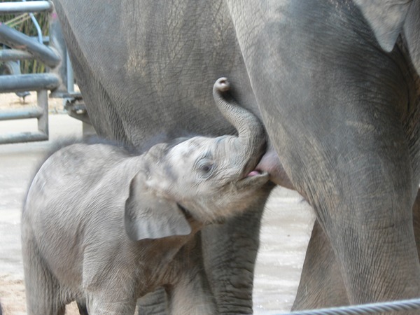Asian Elephant Indian baby breast feading