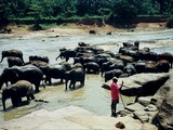 Asian Elephant Indian bath Sri_Lanka