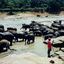 Asian Elephant Indian bath Sri_Lanka